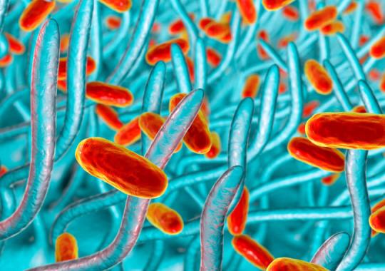 Bordetella Pertussis Diagnostics Immunodiagnostics Diasorin